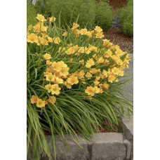 Лілійник гібридний Стелла де Оро | Hemerocallis hybrida Stella de Oro | Лилейник гибридный Стелла де Оро