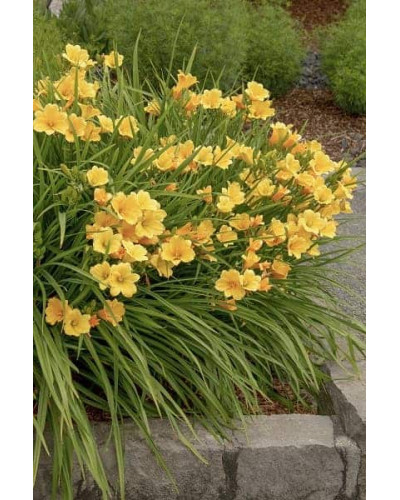 Лілійник гібридний Стелла де Оро | Hemerocallis hybrida Stella de Oro | Лилейник гибридный Стелла де Оро