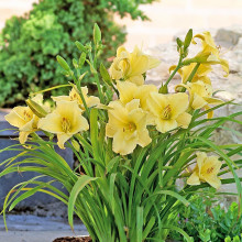 Лілійник гібридний Стелла де Оро | Hemerocallis hybrida Stella de Oro | Лилейник гибридный Стелла де Оро