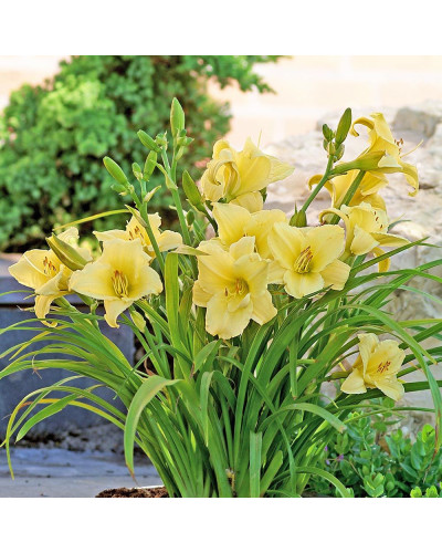 Лілійник гібридний Стелла де Оро | Hemerocallis hybrida Stella de Oro | Лилейник гибридный Стелла де Оро
