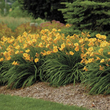 Лілійник гібридний Стелла де Оро | Hemerocallis hybrida Stella de Oro | Лилейник гибридный Стелла де Оро