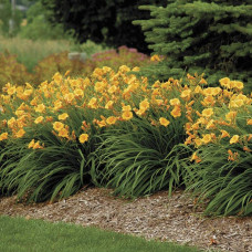Лілійник гібридний Стелла де Оро | Hemerocallis hybrida Stella de Oro | Лилейник гибридный Стелла де Оро