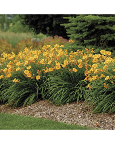Лілійник гібридний Стелла де Оро | Hemerocallis hybrida Stella de Oro | Лилейник гибридный Стелла де Оро