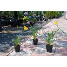 Лілійник гібридний Стелла де Оро | Hemerocallis hybrida Stella de Oro | Лилейник гибридный Стелла де Оро