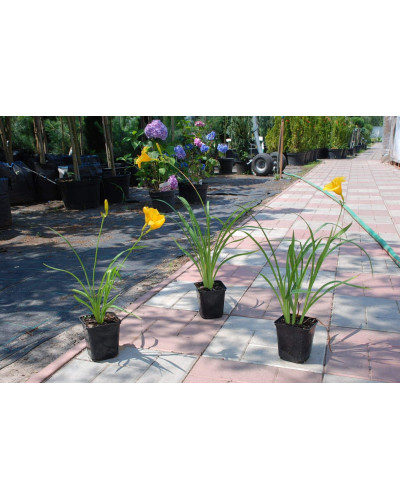 Лілійник гібридний Стелла де Оро | Hemerocallis hybrida Stella de Oro | Лилейник гибридный Стелла де Оро
