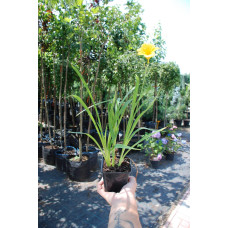 Лілійник гібридний Стелла де Оро | Hemerocallis hybrida Stella de Oro | Лилейник гибридный Стелла де Оро