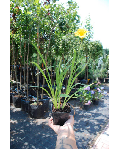 Лілійник гібридний Стелла де Оро | Hemerocallis hybrida Stella de Oro | Лилейник гибридный Стелла де Оро