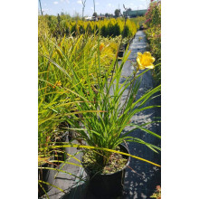 Лілійник гібридний Стелла де Оро | Hemerocallis hybrida Stella de Oro | Лилейник гибридный Стелла де Оро