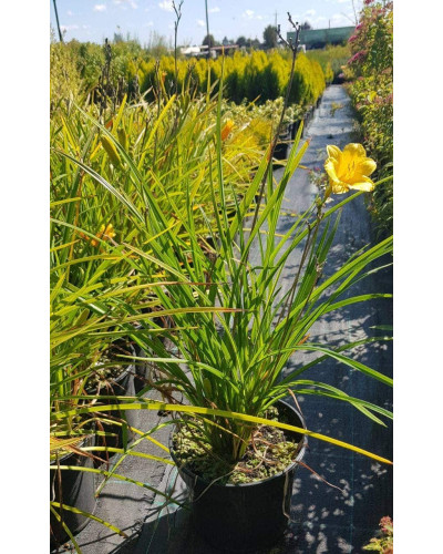 Лілійник гібридний Стелла де Оро | Hemerocallis hybrida Stella de Oro | Лилейник гибридный Стелла де Оро
