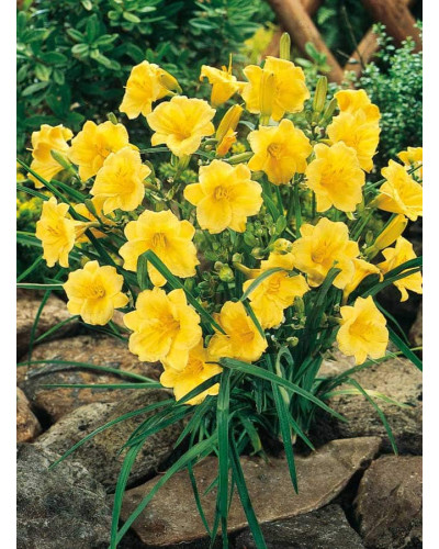 Лілійник гібридний Стелла де Оро | Hemerocallis hybrida Stella de Oro | Лилейник гибридный Стелла де Оро