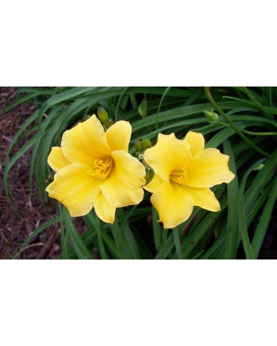 Лілійник гібридний Стелла де Оро | Hemerocallis hybrida Stella de Oro | Лилейник гибридный Стелла де Оро