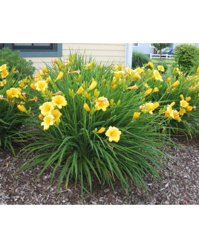 Лілійник гібридний Стелла де Оро | Hemerocallis hybrida Stella de Oro | Лилейник гибридный Стелла де Оро