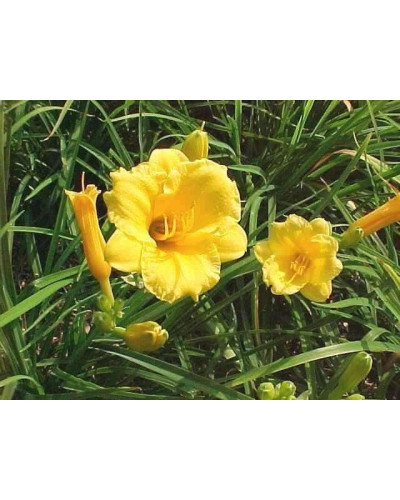 Лілійник гібридний Стелла де Оро | Hemerocallis hybrida Stella de Oro | Лилейник гибридный Стелла де Оро