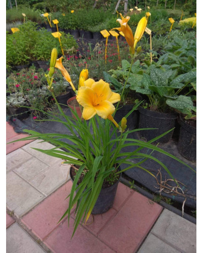 Лілійник гібридний Стелла де Оро | Hemerocallis hybrida Stella de Oro | Лилейник гибридный Стелла де Оро