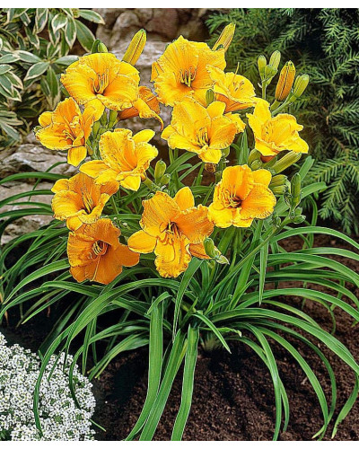Лілійник гібридний Стелла де Оро | Hemerocallis hybrida Stella de Oro | Лилейник гибридный Стелла де Оро