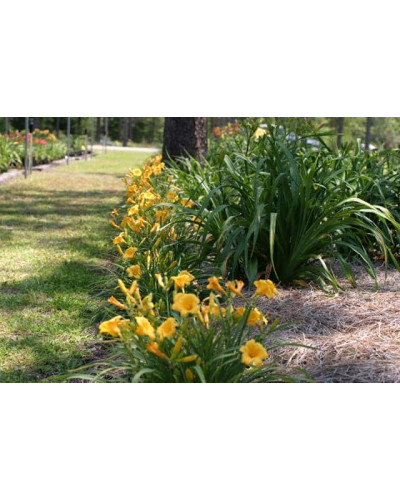 Лілійник гібридний Стелла де Оро | Hemerocallis hybrida Stella de Oro | Лилейник гибридный Стелла де Оро