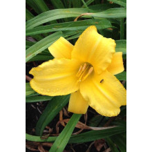 Лілійник гібридний Мері Тодд | Hemerocallis hybrida Mary Todd | Лилейник гибридный Мэри Тодд
