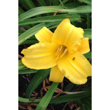 Лілійник гібридний Мері Тодд | Hemerocallis hybrida Mary Todd | Лилейник гибридный Мэри Тодд