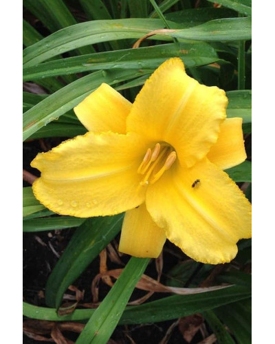Лілійник гібридний Мері Тодд | Hemerocallis hybrida Mary Todd | Лилейник гибридный Мэри Тодд