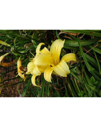 Лілійник гібридний Мері Тодд | Hemerocallis hybrida Mary Todd | Лилейник гибридный Мэри Тодд