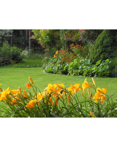 Лілійник гібридний Мері Тодд | Hemerocallis hybrida Mary Todd | Лилейник гибридный Мэри Тодд