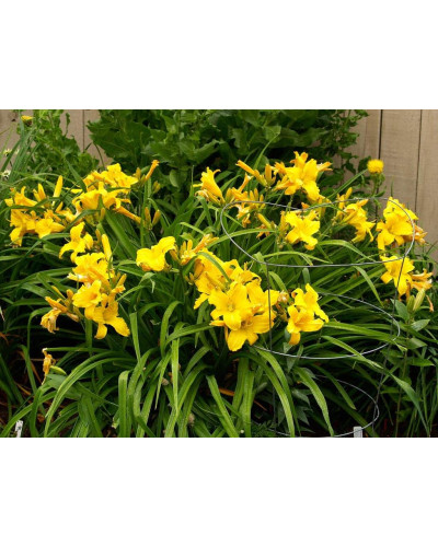 Лілійник гібридний Мері Тодд | Hemerocallis hybrida Mary Todd | Лилейник гибридный Мэри Тодд