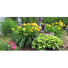 Лілійник гібридний Мері Тодд | Hemerocallis hybrida Mary Todd | Лилейник гибридный Мэри Тодд