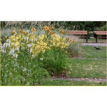 Лілійник гібридний Мері Тодд | Hemerocallis hybrida Mary Todd | Лилейник гибридный Мэри Тодд