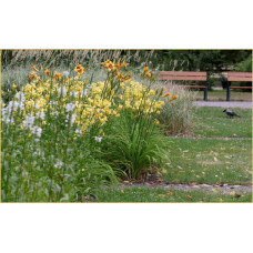 Лілійник гібридний Мері Тодд | Hemerocallis hybrida Mary Todd | Лилейник гибридный Мэри Тодд