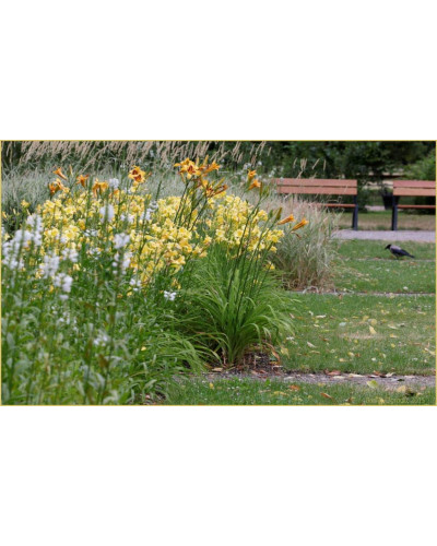 Лілійник гібридний Мері Тодд | Hemerocallis hybrida Mary Todd | Лилейник гибридный Мэри Тодд