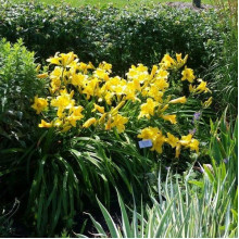 Лілійник гібридний Мері Тодд | Hemerocallis hybrida Mary Todd | Лилейник гибридный Мэри Тодд