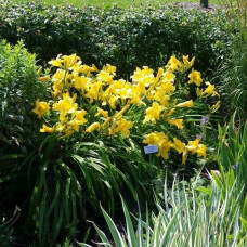 Лілійник гібридний Мері Тодд | Hemerocallis hybrida Mary Todd | Лилейник гибридный Мэри Тодд