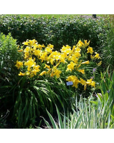 Лілійник гібридний Мері Тодд | Hemerocallis hybrida Mary Todd | Лилейник гибридный Мэри Тодд