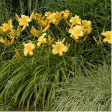 Лілійник гібридний Мері Тодд | Hemerocallis hybrida Mary Todd | Лилейник гибридный Мэри Тодд