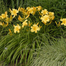 Лілійник гібридний Мері Тодд | Hemerocallis hybrida Mary Todd | Лилейник гибридный Мэри Тодд