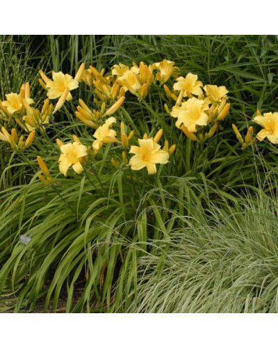 Лілійник гібридний Мері Тодд | Hemerocallis hybrida Mary Todd | Лилейник гибридный Мэри Тодд