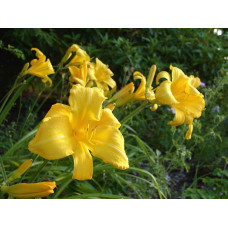 Лілійник гібридний Мері Тодд | Hemerocallis hybrida Mary Todd | Лилейник гибридный Мэри Тодд