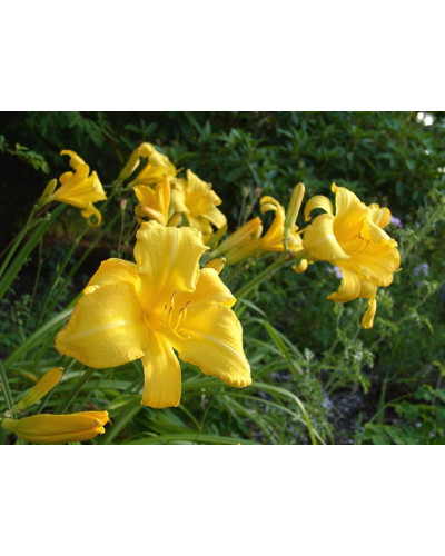 Лілійник гібридний Мері Тодд | Hemerocallis hybrida Mary Todd | Лилейник гибридный Мэри Тодд
