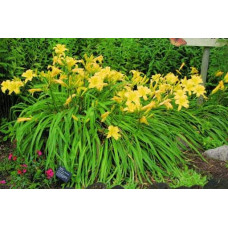 Лілійник гібридний Мері Тодд | Hemerocallis hybrida Mary Todd | Лилейник гибридный Мэри Тодд