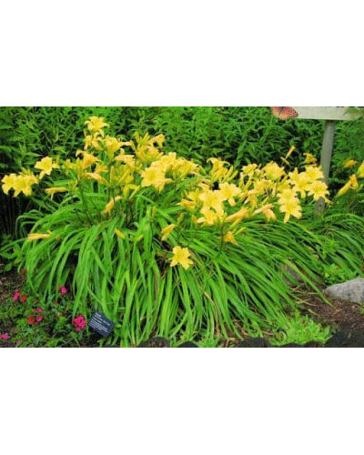 Лілійник гібридний Мері Тодд | Hemerocallis hybrida Mary Todd | Лилейник гибридный Мэри Тодд