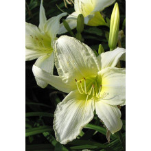 Лілійник гібридний Айс Карнівал | Hemerocallis hybrida Ice Carnival |  Лилейник гибридный Айс Карнивал
