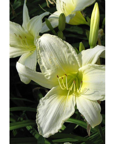 Лілійник гібридний Айс Карнівал | Hemerocallis hybrida Ice Carnival | Лилейник гибридный Айс Карнивал