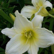 Лілійник гібридний Айс Карнівал | Hemerocallis hybrida Ice Carnival |  Лилейник гибридный Айс Карнивал