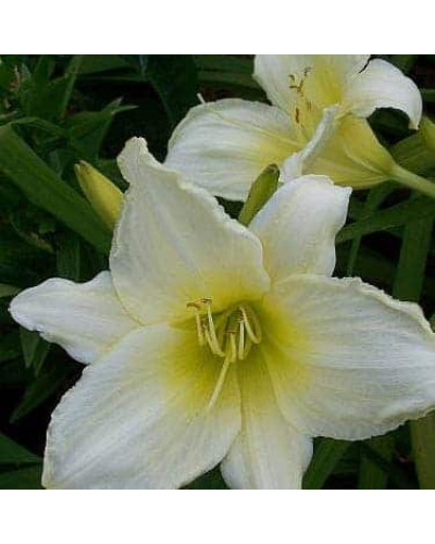 Лілійник гібридний Айс Карнівал | Hemerocallis hybrida Ice Carnival | Лилейник гибридный Айс Карнивал