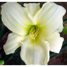Лілійник гібридний Айс Карнівал | Hemerocallis hybrida Ice Carnival |  Лилейник гибридный Айс Карнивал