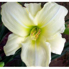 Лілійник гібридний Айс Карнівал | Hemerocallis hybrida Ice Carnival |  Лилейник гибридный Айс Карнивал
