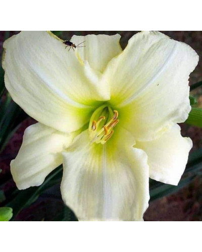 Лілійник гібридний Айс Карнівал | Hemerocallis hybrida Ice Carnival | Лилейник гибридный Айс Карнивал