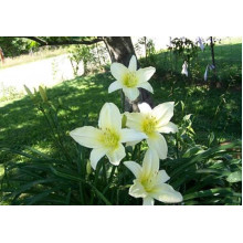 Лілійник гібридний Айс Карнівал | Hemerocallis hybrida Ice Carnival |  Лилейник гибридный Айс Карнивал