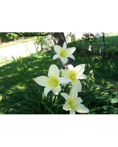 Лілійник гібридний Айс Карнівал | Hemerocallis hybrida Ice Carnival | Лилейник гибридный Айс Карнивал
