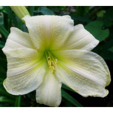 Лілійник гібридний Айс Карнівал | Hemerocallis hybrida Ice Carnival |  Лилейник гибридный Айс Карнивал